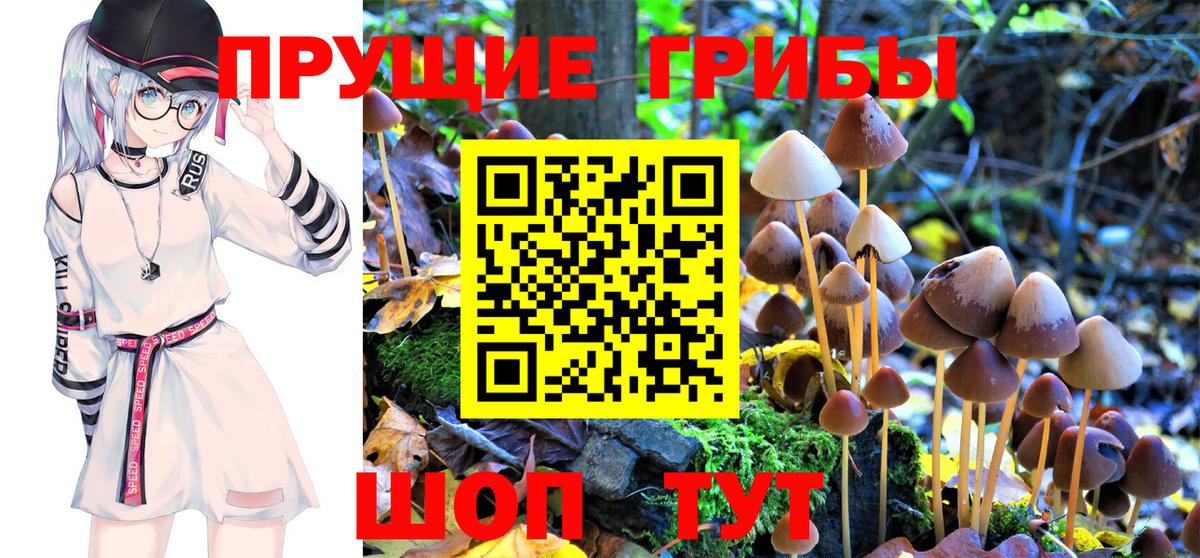 Губаха  где можно купить   Вход с VPN  Псилоцибиновые грибы GOLDEN TEACHER 